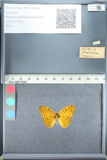 Media type: image;   Entomology 158909